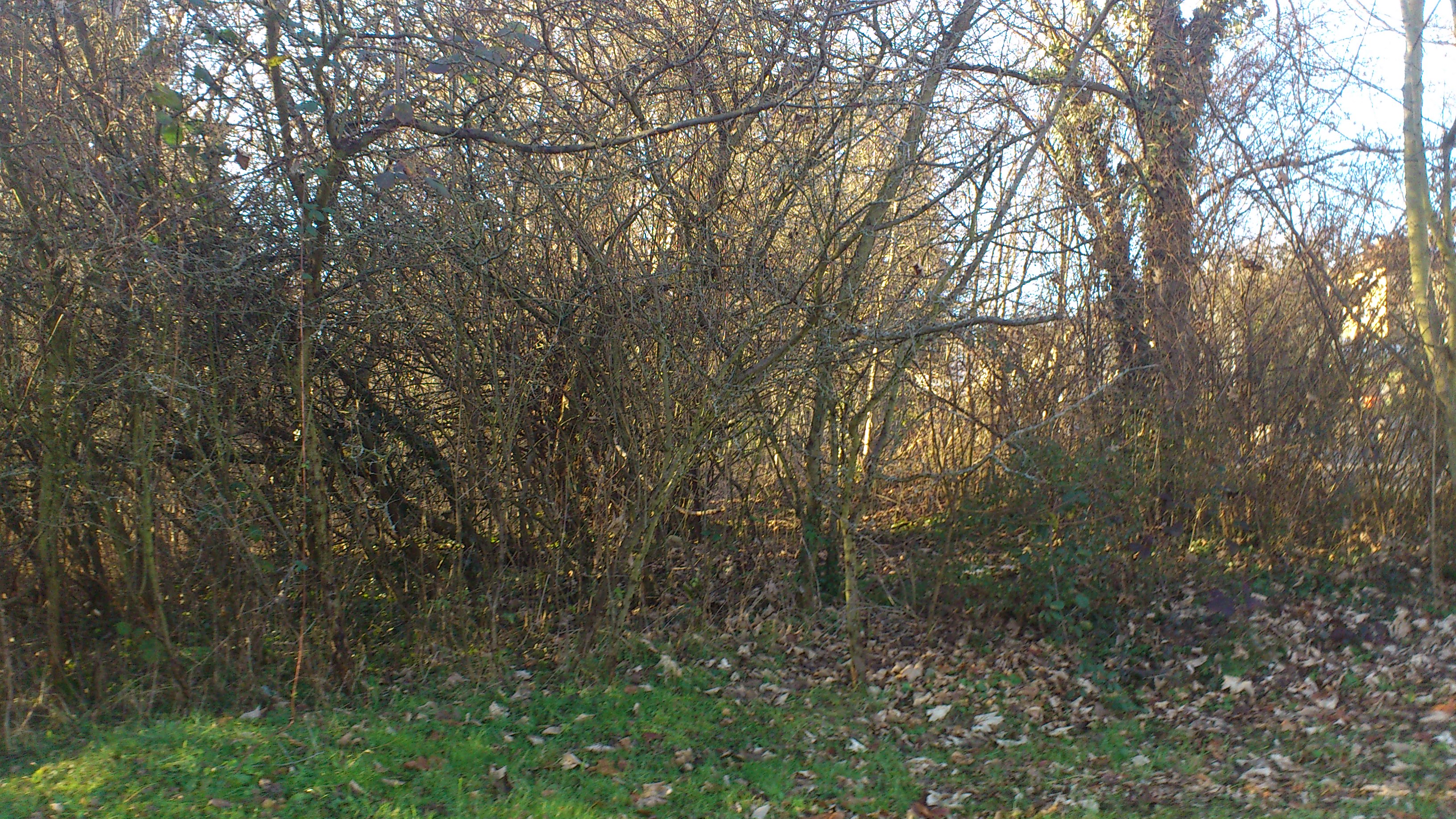 Zugang historischer Weg Maihälden von Händelstraße Blick Richtung Nordwest - Zugang zum historischen Weg